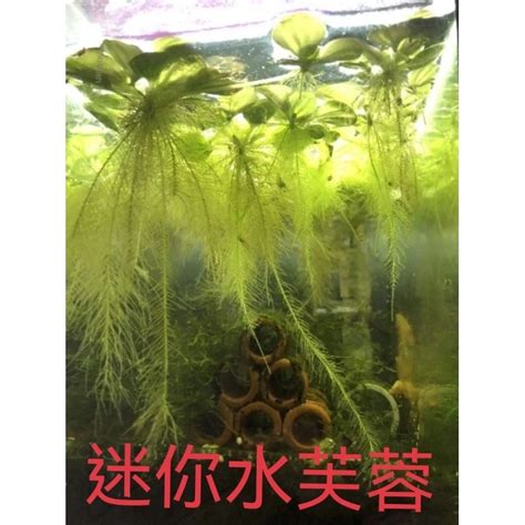 玫瑰水芙蓉風水|【玫瑰水芙蓉風水】三棵才10元的玫瑰水芙蓉風水禁忌：放錯位置。